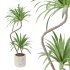 Indoor Plant Yucca set - Thumbnail 5