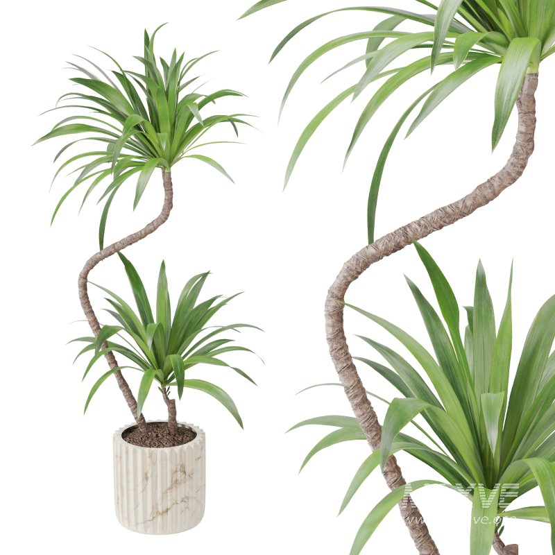 Indoor Plant Yucca set - Image 5