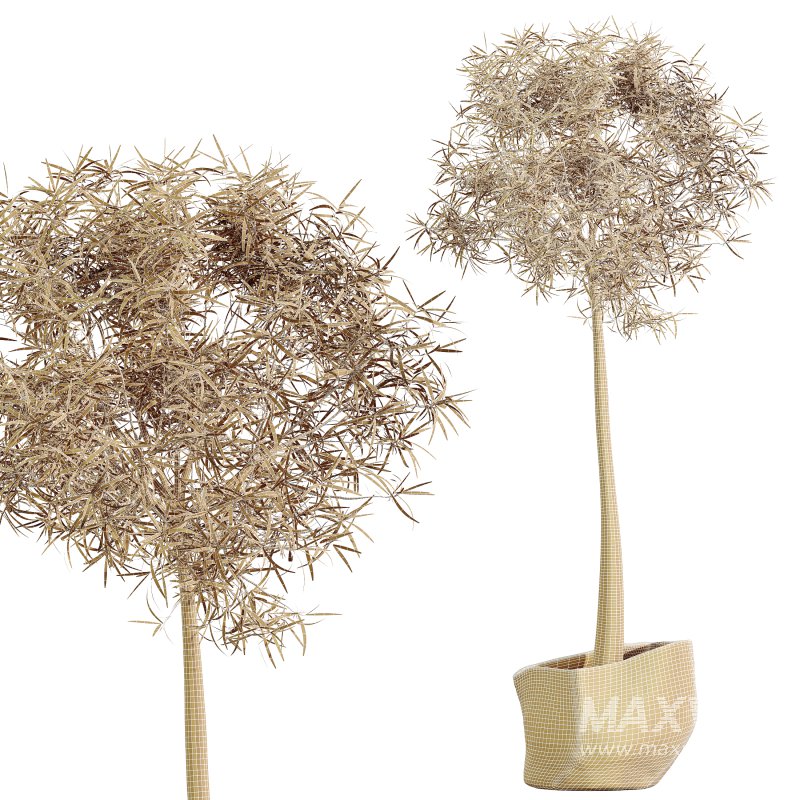 AV HousePlants Japandi Decorative Minimalism Ficus Dracaena Marginata18 - Image 3