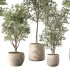 Olive Tree Indoor Plant Set.12 - Thumbnail 2