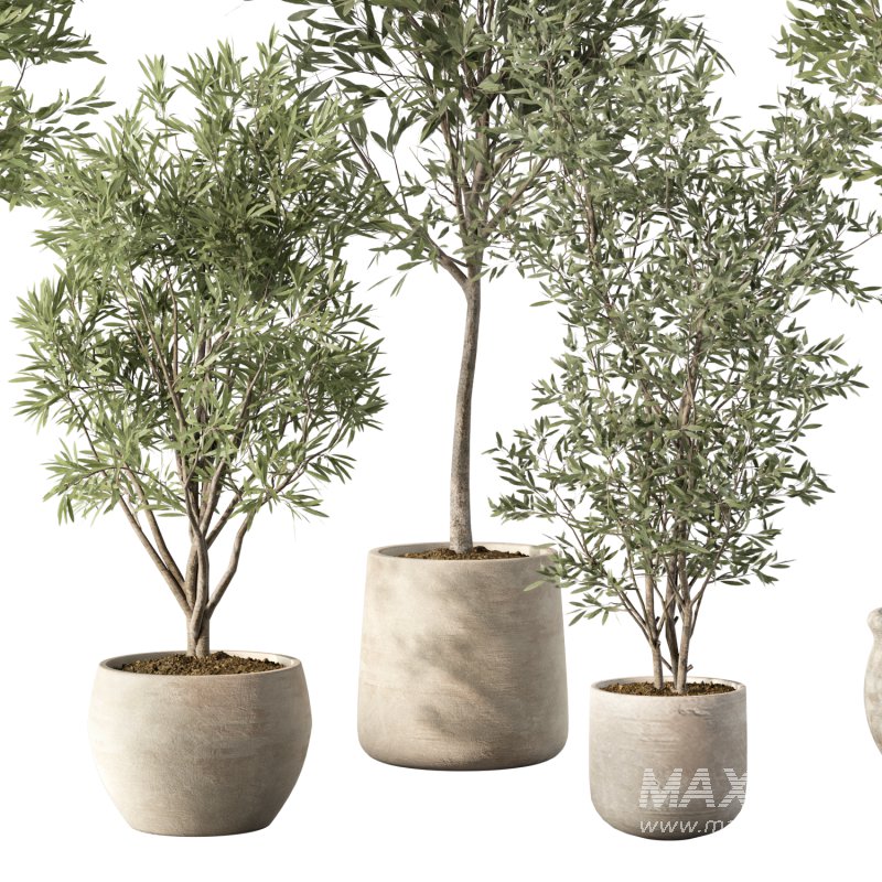 Olive Tree Indoor Plant Set.12 - Image 2