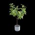 Ficus benghalensis - Thumbnail 6