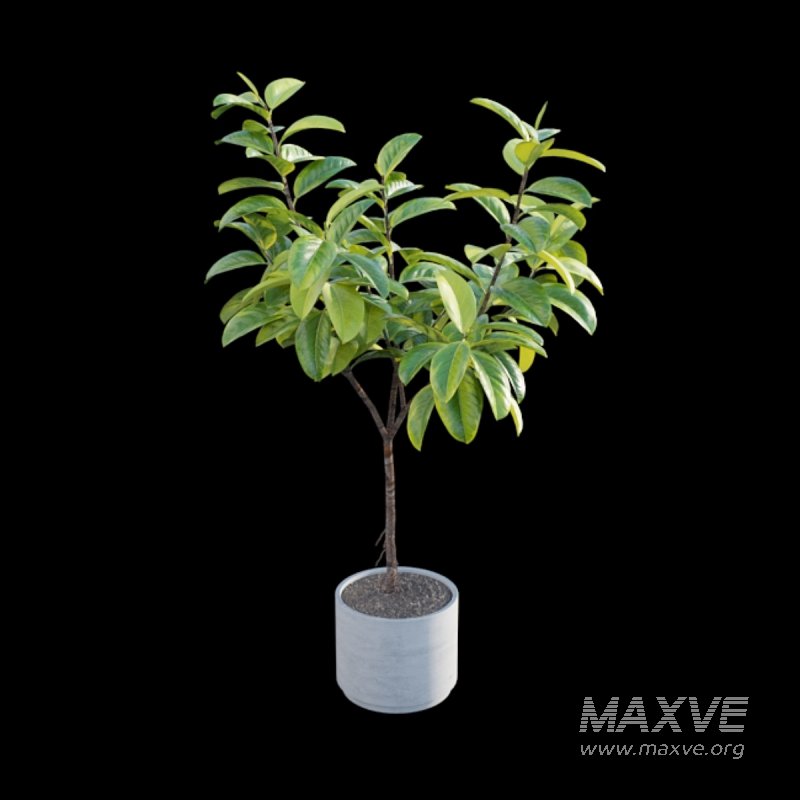Ficus benghalensis - Image 6