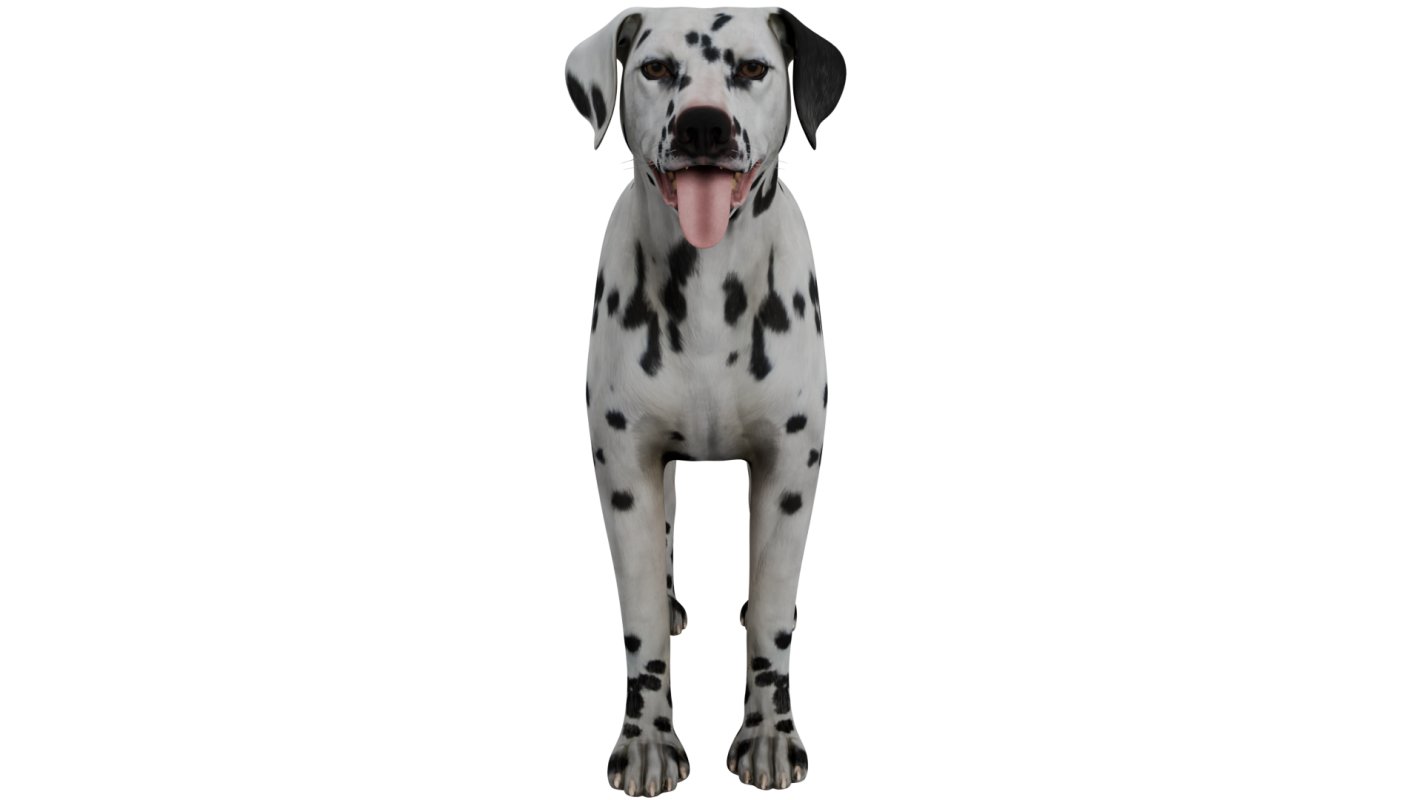 Dalmatian - Image 7