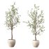 Olive Tree Indoor Plant Set.27 - Thumbnail 2