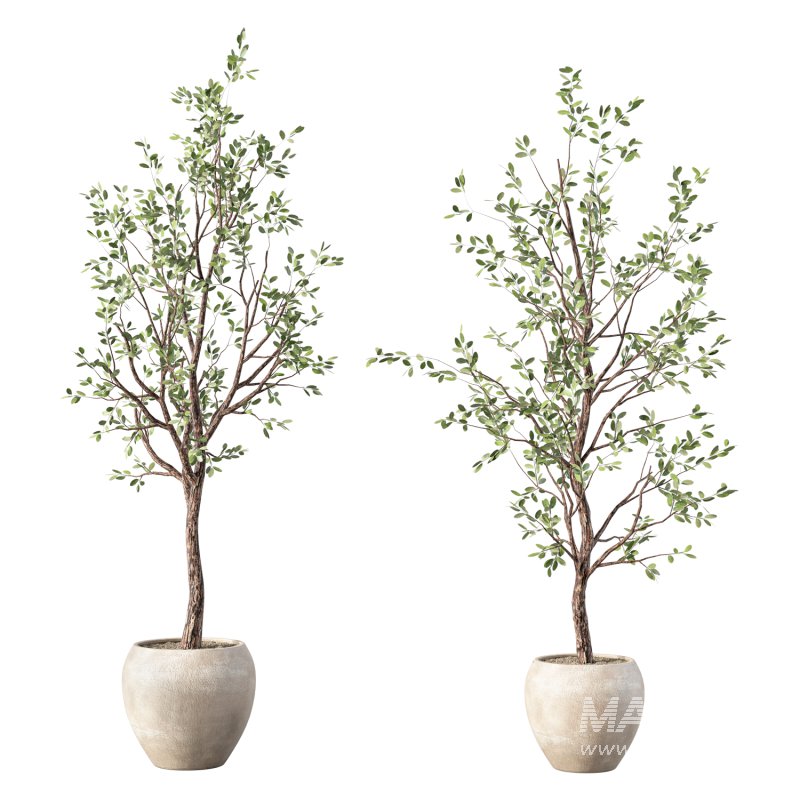 Olive Tree Indoor Plant Set.27 - Image 2