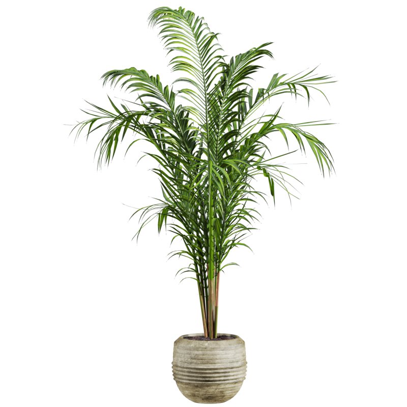 plants set - Image 2