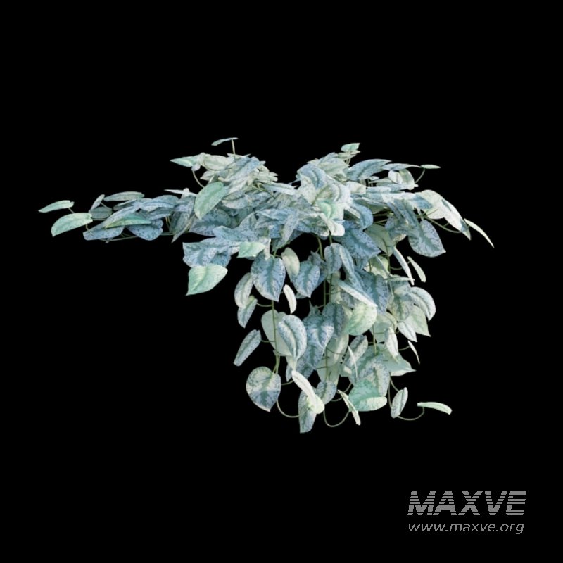 Scindapsus pictus – Satin Pothos - Image 3