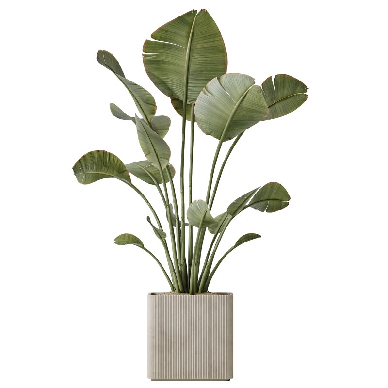 AV Indoor plants set 204 Mission Olive and Ficus Cyathistipula and Lemon Lime Cane Dragon and Banana Strelitzia Nicolai - Image 4