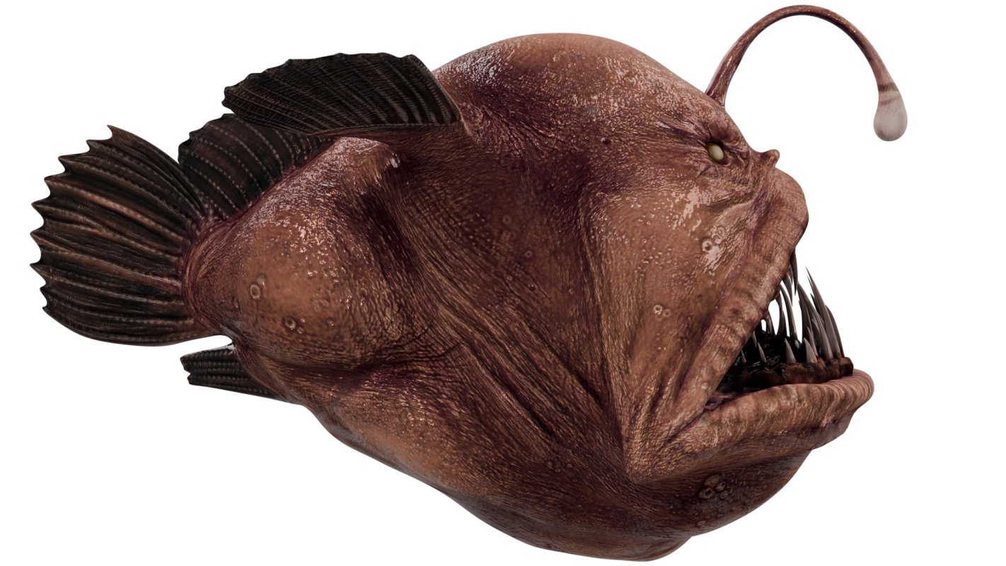 Angler Fish - Image 6
