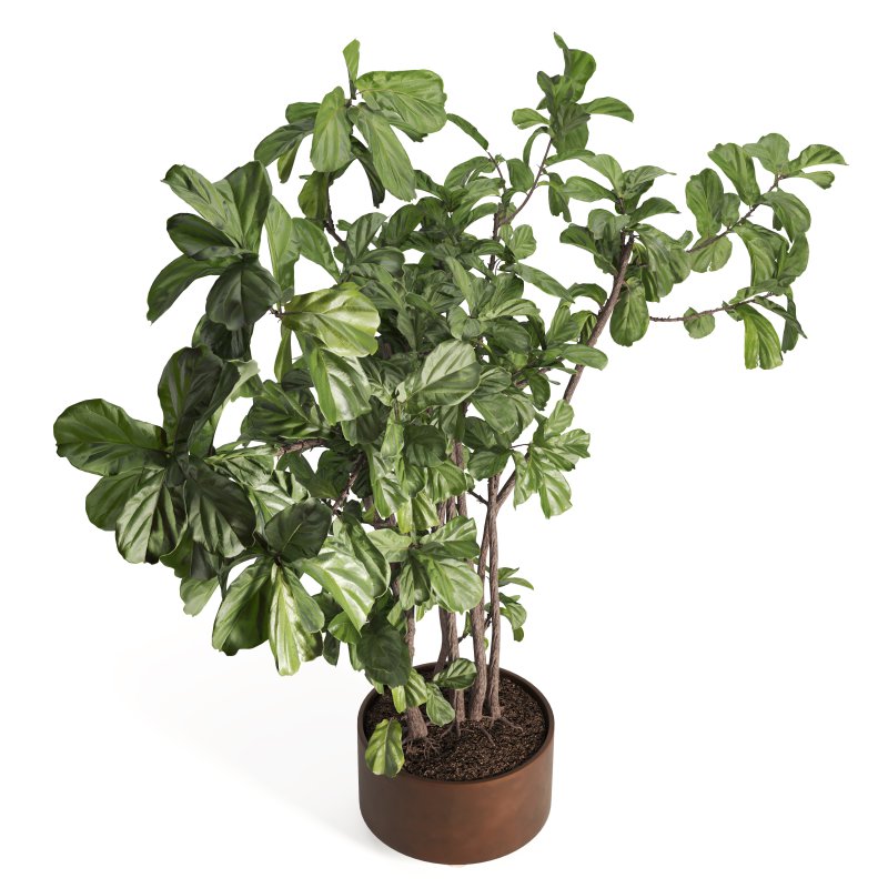 Indoor Plant Fiddle Fig - Image 2