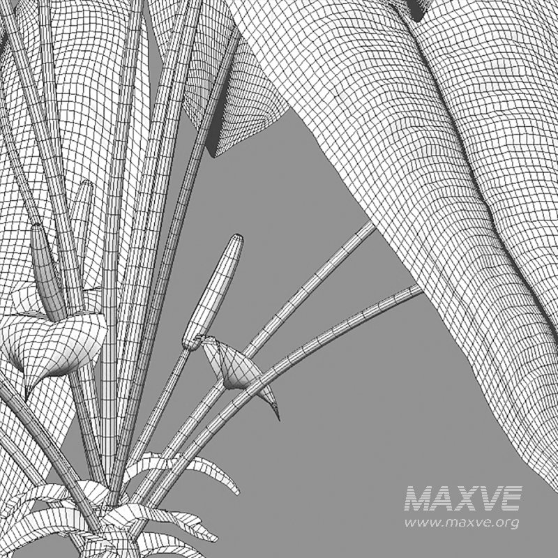 Anthurium Veitchii - Image 7