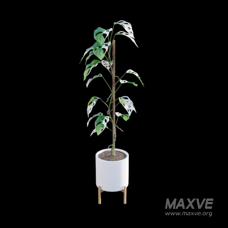 Monstera Adansonii – Swiss Cheese Plant – 02 - Image 4