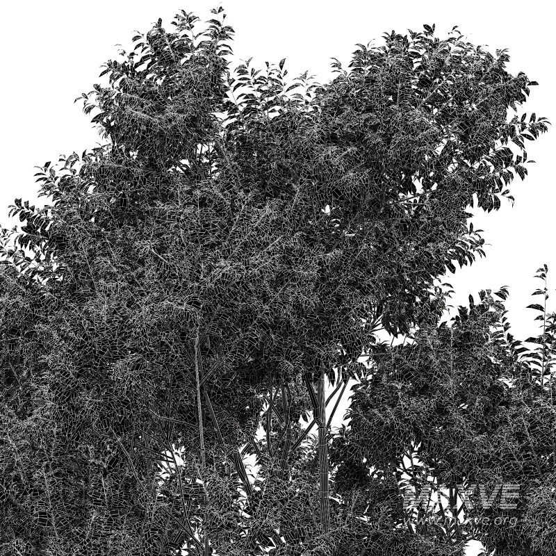 AV Sydney blue gum and Canadian Poplar 3 Trees - Image 6