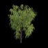 Salix babylonica – Weeping Willow 01 - Thumbnail 2