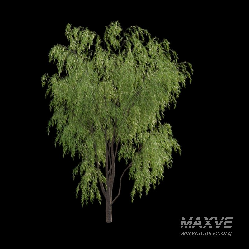 Salix babylonica – Weeping Willow 01 - Image 2