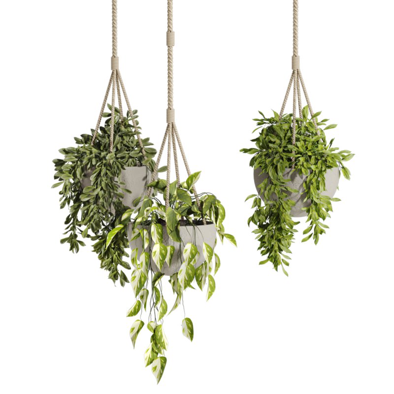 hanging plants - Image 2