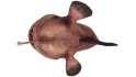 Angler Fish - Thumbnail 12