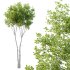 Betula Pendula Tree 02 - Thumbnail 3