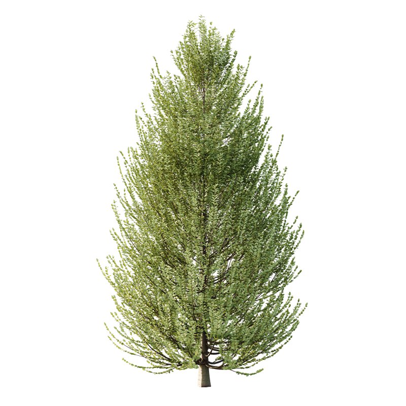 Carpinus Betulus Tree 03 - Image 3