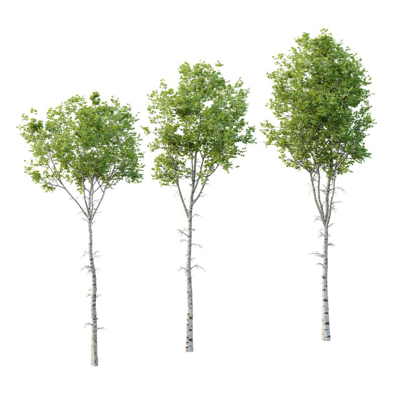 Betula Pendula Tree - Image 4