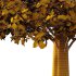 Carpinus Betulus Tree 07 - Thumbnail 4