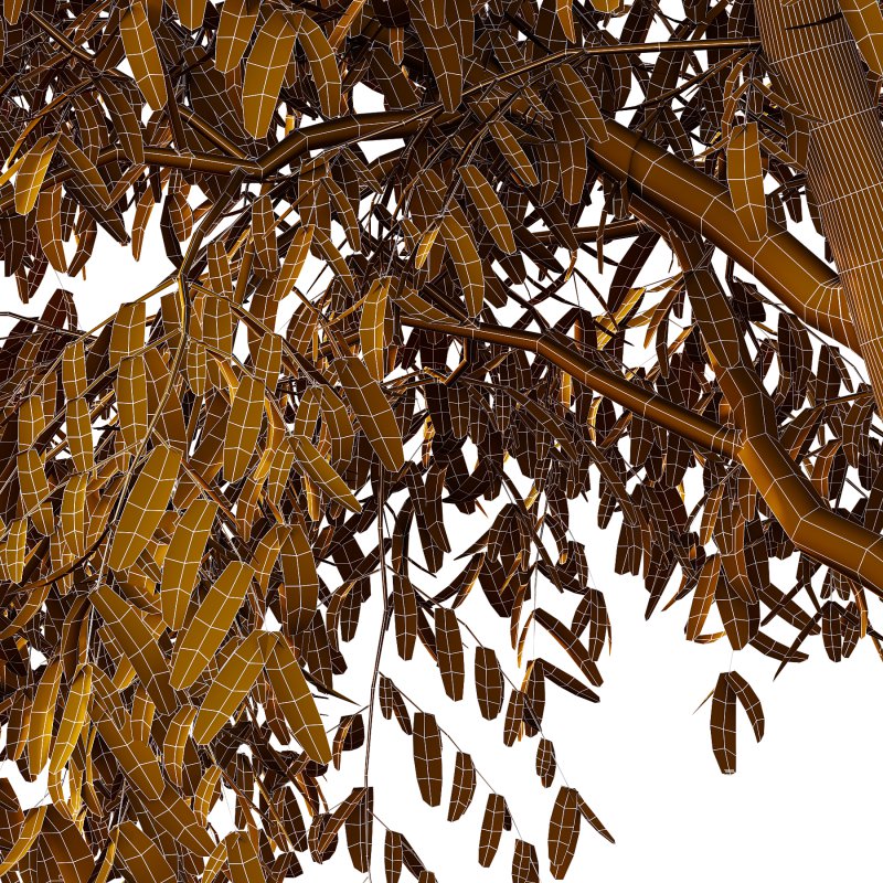 Cinnamomum burmannii Tree 02 - Image 5