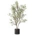 Olive Tree Indoor Plant Set.29 - Thumbnail 3