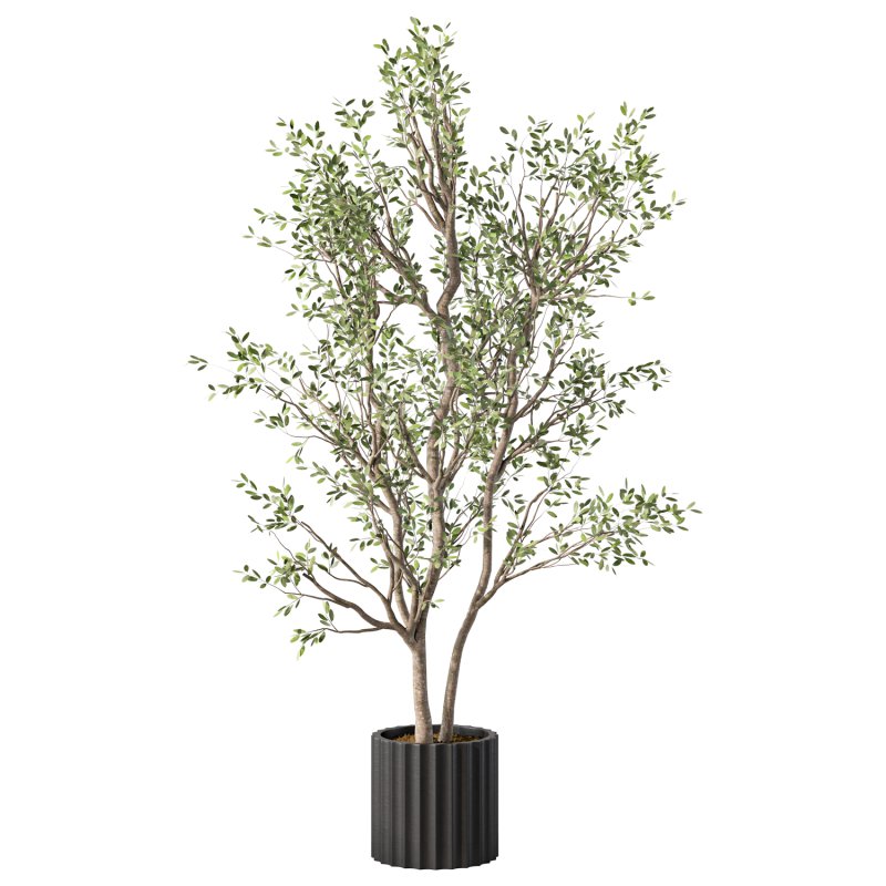 Olive Tree Indoor Plant Set.29 - Image 3