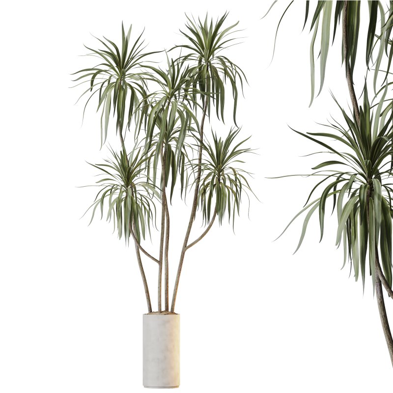 AV Indoor plants set 204 Mission Olive and Ficus Cyathistipula and Lemon Lime Cane Dragon and Banana Strelitzia Nicolai - Image 2