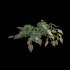 Philodendron Scandens Micans - Thumbnail 5