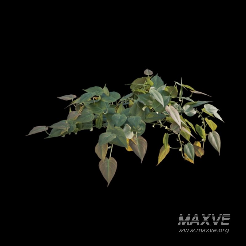 Philodendron Scandens Micans - Image 5