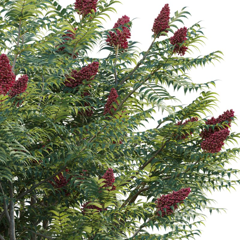 Rhus typhina – Staghorn Sumac 02 - Image 3