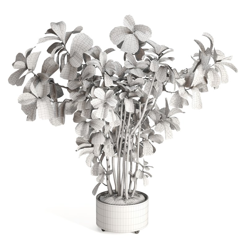 Indoor Plant Fiddle Fig - Image 4