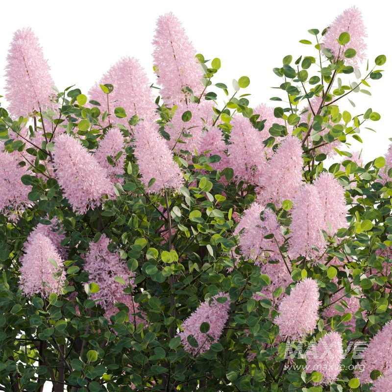 Cotinus coggygria – Smokebush 01 - Image 3