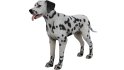 Dalmatian - Thumbnail 4