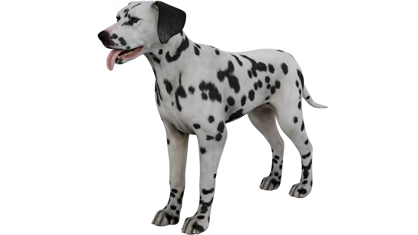 Dalmatian - Image 4