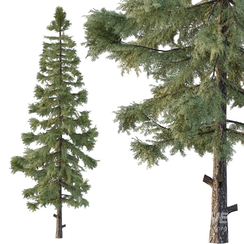 Alaska cedar Chamaecyparis thyoides Tree - Image 5