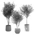 Olive Tree Indoor Plant Set.6 - Thumbnail 3