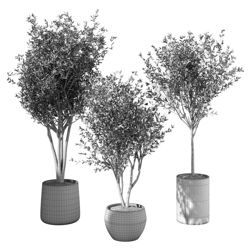 Olive Tree Indoor Plant Set.6 - Image 3