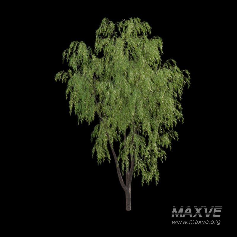 Salix babylonica – Weeping Willow 03 - Image 3