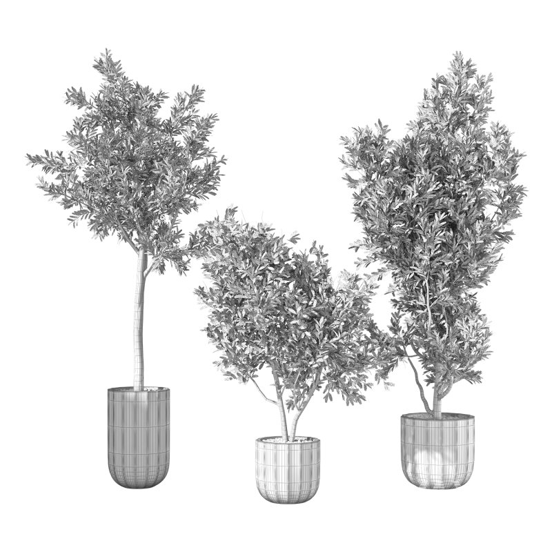 Olive Tree Indoor Plant Set.17 - Image 2
