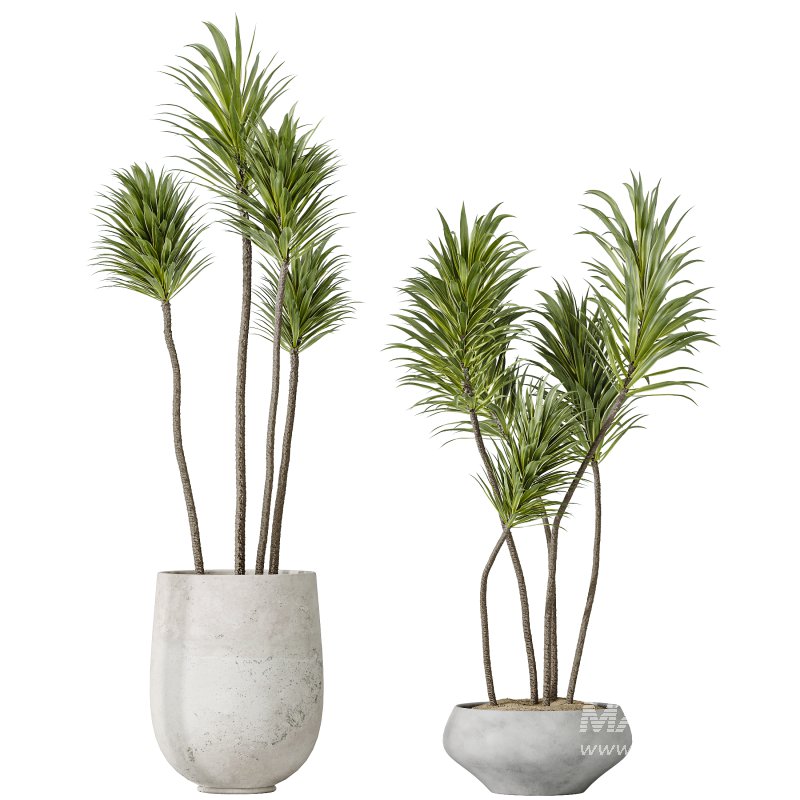 AV Indoor plants set 203 Yucca Aloifolia Rostrata Palm and Olive Eucalyptus and Banana Strelitzia Nicolai and Briful Pachira Aquatica - Image 3