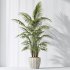 AV Indoor plants set 206 Mission Olive and Areca Palm and Yucca Elephantipes and Calathea Lutea and Dracaena Warneckii - Thumbnail 7