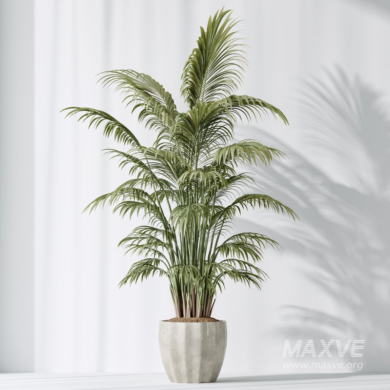 AV Indoor plants set 206 Mission Olive and Areca Palm and Yucca Elephantipes and Calathea Lutea and Dracaena Warneckii - Image 7