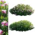 Daphne arbuscula – Shrubby daphne 02 - Thumbnail 1