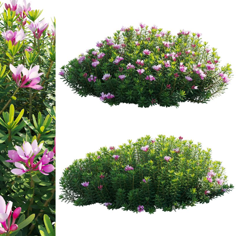 Daphne arbuscula – Shrubby daphne 02 - Image 1