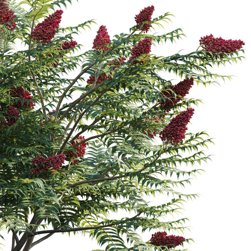 Rhus typhina – Staghorn Sumac 01 - Image 4