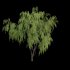 Salix babylonica – Weeping Willow 03 - Thumbnail 4