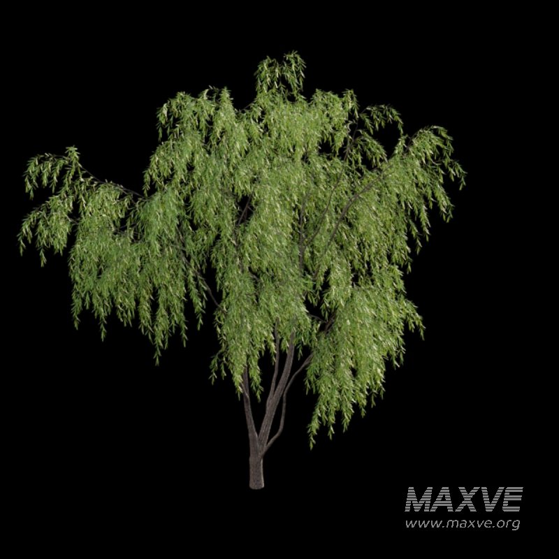 Salix babylonica – Weeping Willow 03 - Image 4